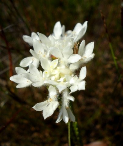 Lachnaea eriocephala flowerhead